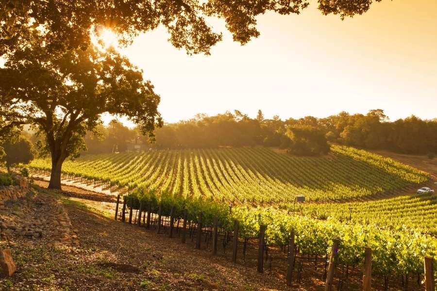 יעדים לאוהבי יין